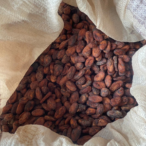 Roasted Cocoa Chocolates 100% Organic Sun-Dried Green Cacao Beans Trinitario